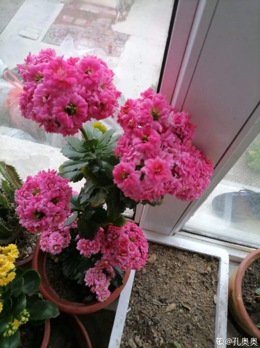 1米8的长寿老桩，狠心砍光了，半月重新长一堆！