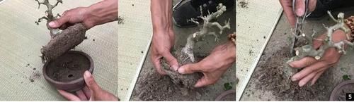 双干式盆景不一定要连体，两株对节白蜡即能成双杆，要不试试？