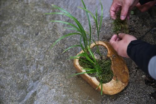 长在河边的“灵草”,为何摇身一变成了高档盆景?一文说透菖蒲