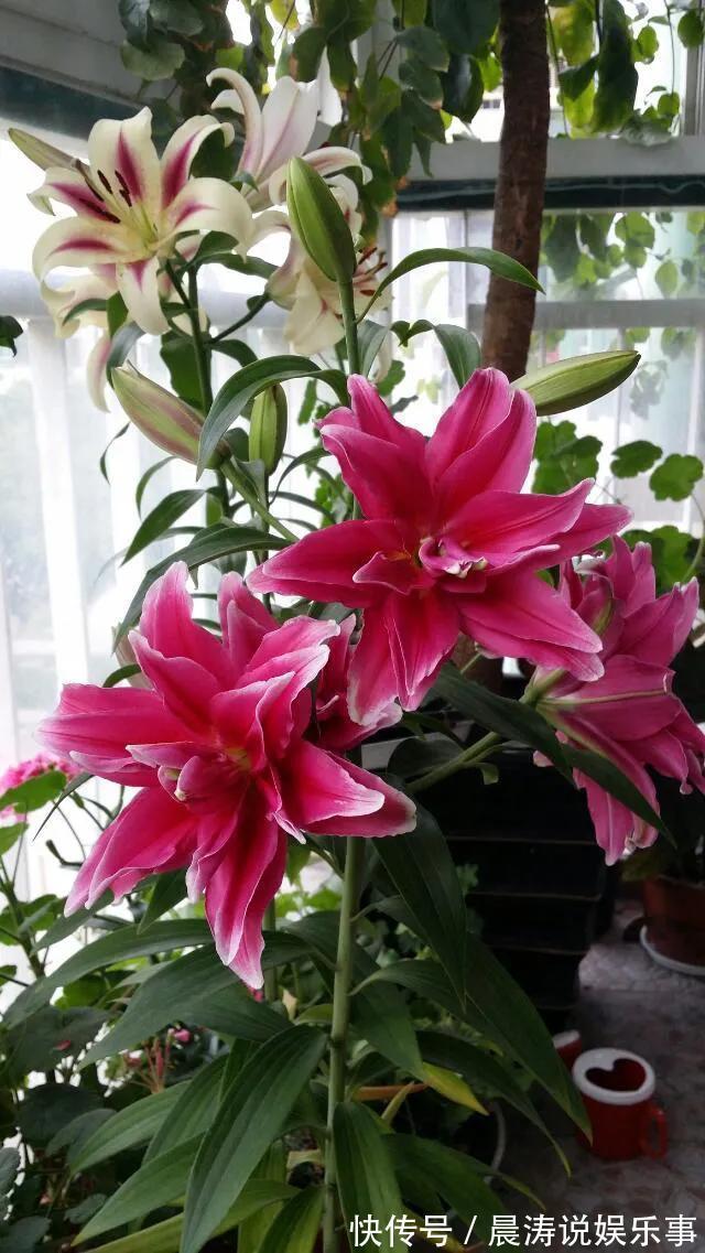 8种“吉祥花”,客厅养一盆,高贵又大气,养人又“旺家”