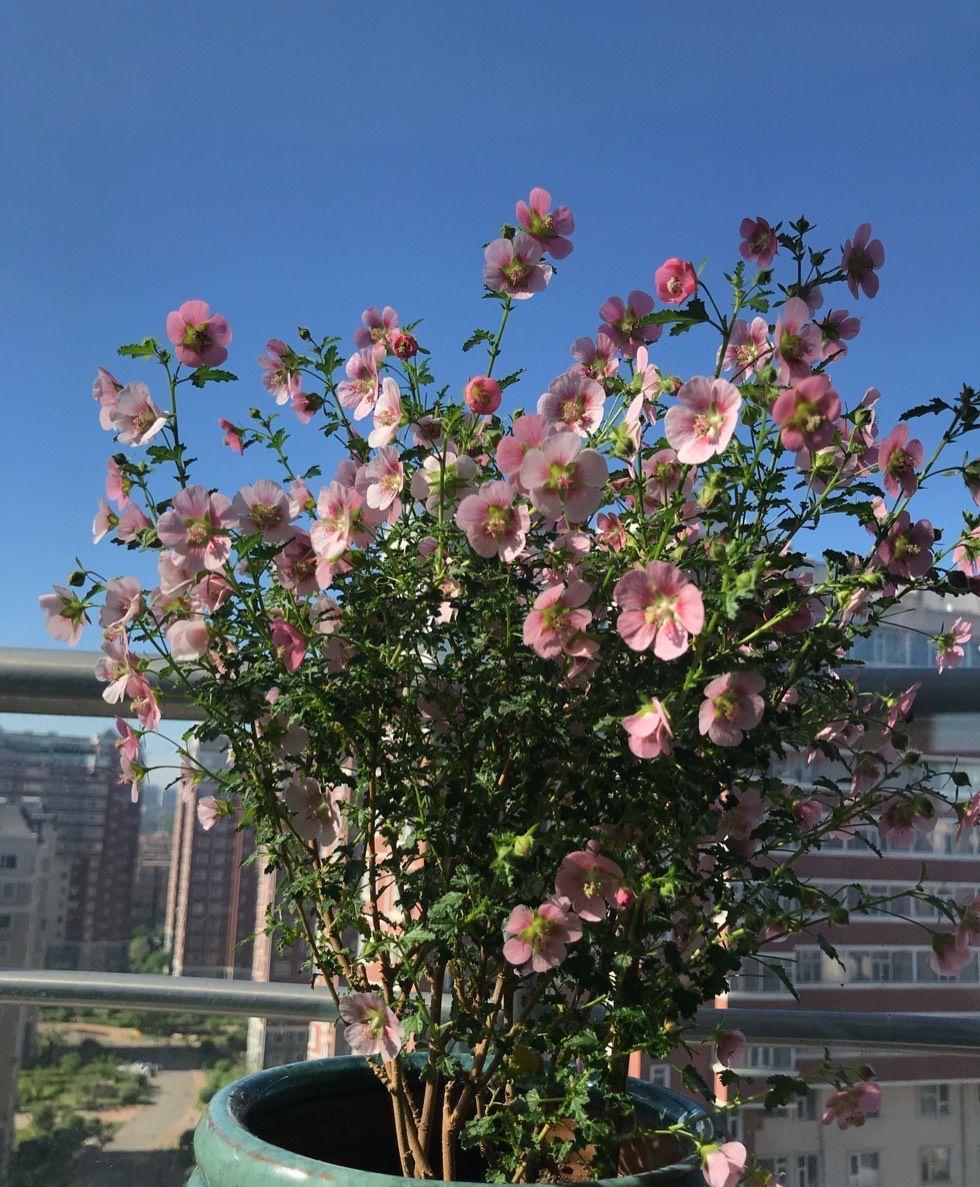 小木槿|养好小木槿,做到3点,花期更长了,侧枝多花量大美美哒