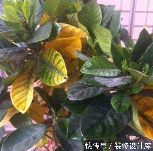 养花容易有黄叶记住这四招,植物生长才旺盛,不在黄叶烂根