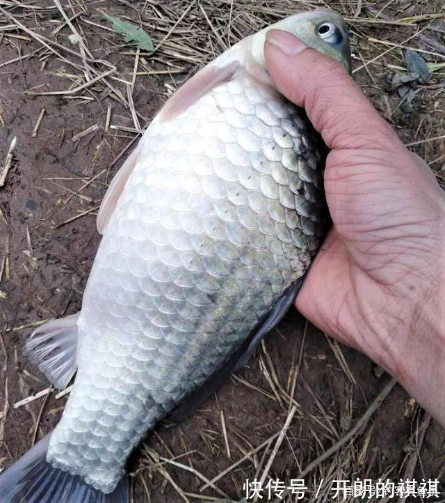 冬季钓鱼怎样找鱼窝找到了鱼窝,如何打窝比较好