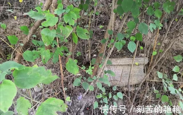 刘邦|陕西西咸新区萧何曹岑墓遗址公园游记