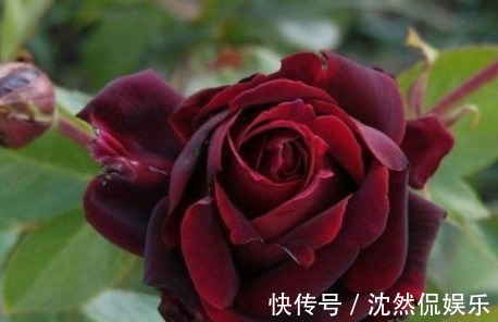 养花|新手养花，不如养盆花中精品“黑魔术玫瑰”，妩媚动人，观赏性高