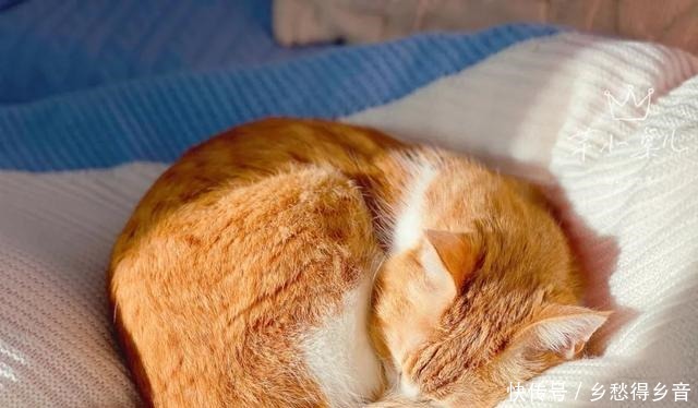 烘焙界最亲民的小甜品,拯救新手小白的自信心,仔细看完你就会做