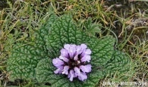 价值|35一斤的“癞蛤蟆草”能活血止痛,价值珍贵,却没有多少人知晓