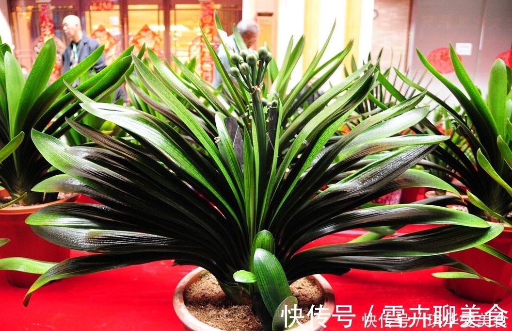 花期|“春不出，夏不晒，秋不干，冬不湿”，君子兰的四季莳养