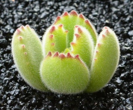 不死鸟|最好养的这些多肉植物,越懒越心动,养开后肉嘟嘟的可爱