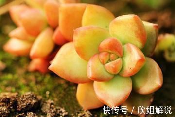 5种很常见的多肉,由于颜色金贵皮实好养,受到花友的热烈追捧
