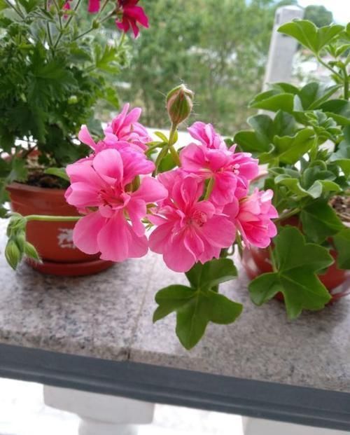 此花开花漂亮,花期长又勤花,连叶子都是清香的,值得拥有