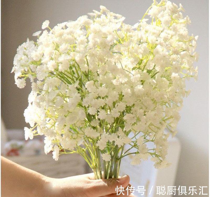 养花试试这几款,持续开花,让家中一年四季都如同春天一样