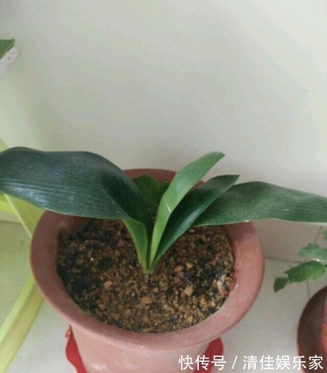 植株|养君子兰,犯了2个错,不再整齐划一,歪七扭八太不像话