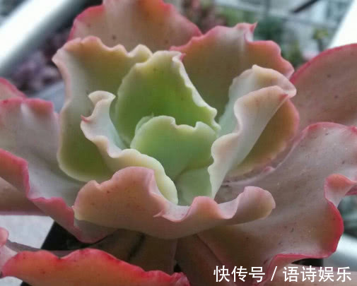 多肉高砂之翁怎么养教你3个小妙招，养出最艳丽多姿的高砂之翁