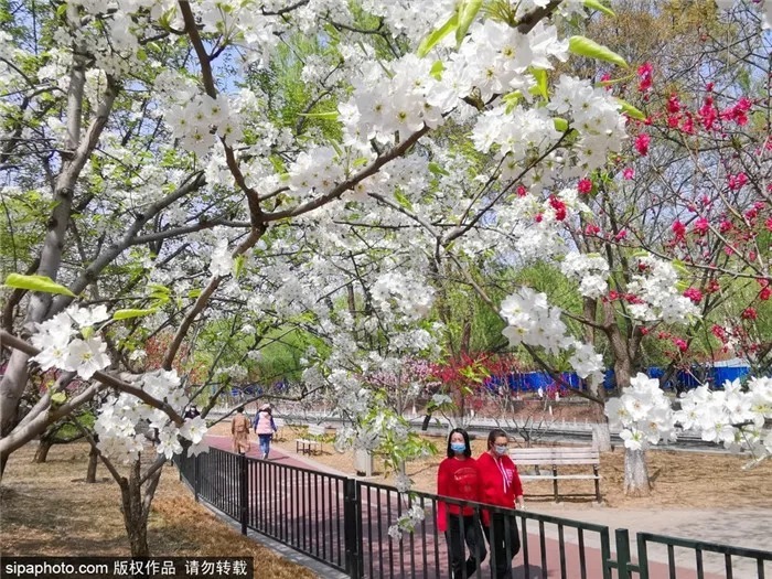 京城赏花！北京这几个地方梨花已开！花期不等人，快快约起来！