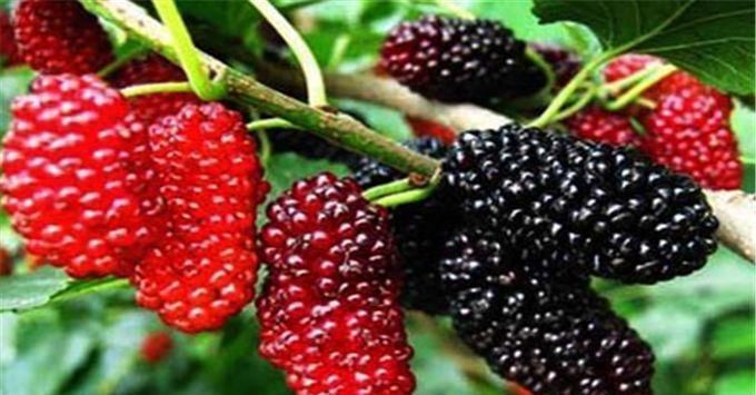 食物|女性想要变年轻、四种食物要多吃、排毒养颜、好处多多