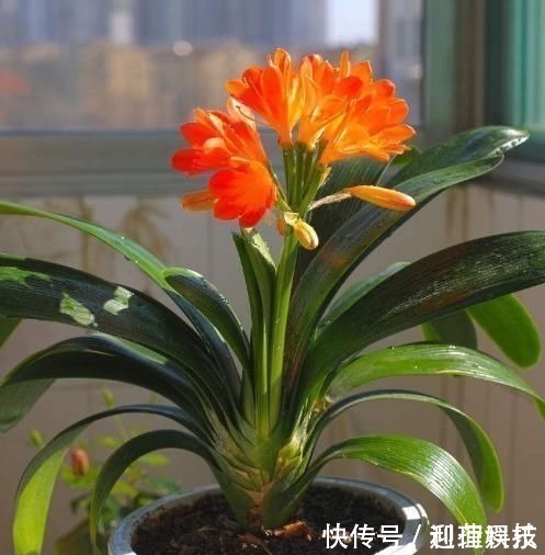 鸡蛋壳|养君子兰,喂上两个“蛋”,叶片壮实像白菜,花朵蹭蹭蹿