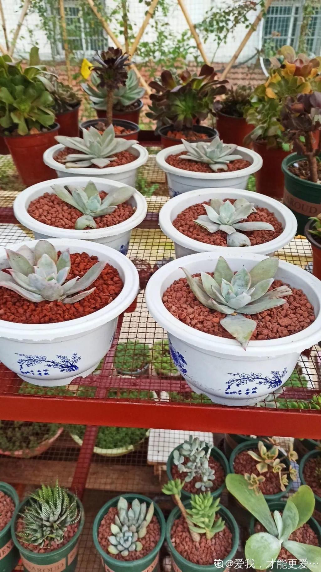 拼盘|多肉养在大盆里,就是豪横霸气,棵棵大得像白菜