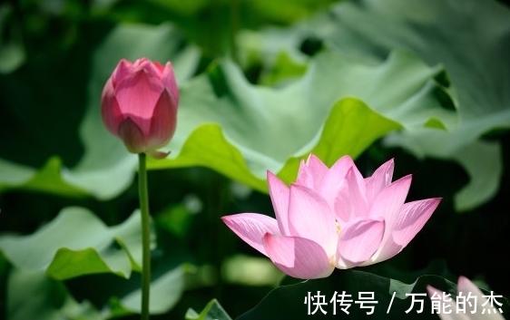 咸鱼翻身|7月下旬，4属相福星高照，财源滚滚，花开富贵，大吉大利