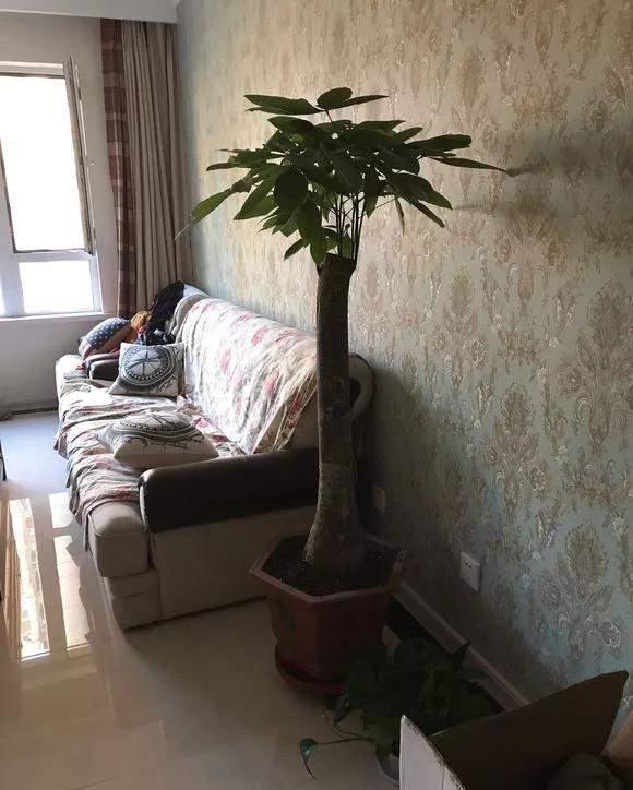 4种花好看但是“难养”，老手不敢养，新手养不好，别轻易入坑