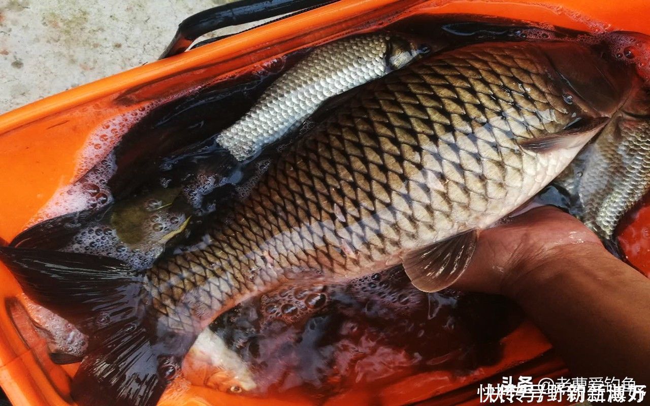 渔获|同样都是钓鱼，为何专业钓鱼人，不如三农钓鱼人渔获多？