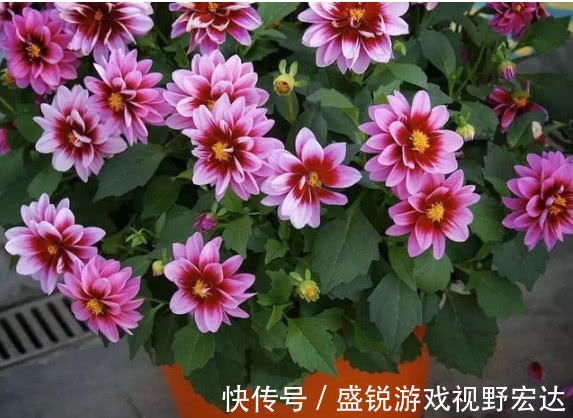 根颈处|“此花”好养易爆盆,花朵大花期长,天冷天热都不怕,比牡丹还美