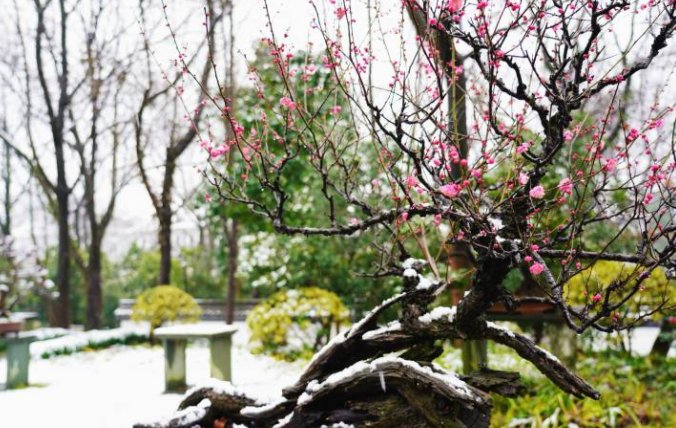 春寒料峭|杭州植物园梅花花期推迟 预计将延长到3月初