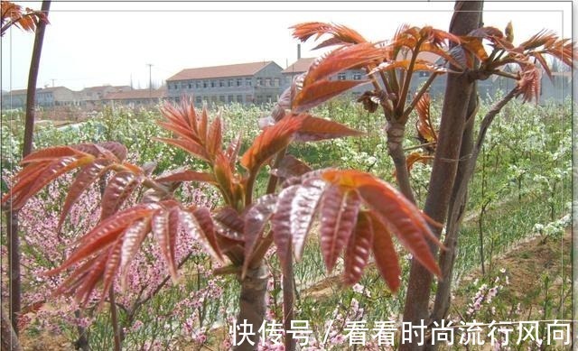 食物|想要身体健康,不妨常吃3种食物,美容养颜,提高免疫力!