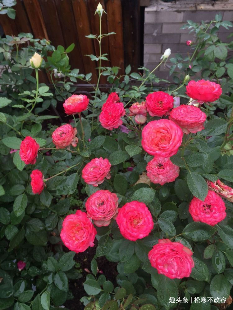 阳台|家里阳台必养此款花卉，耐寒易打理，日子红火财运滚滚，好看极了