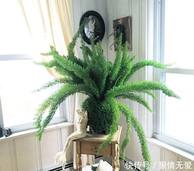 文竹、武竹和松叶武竹三“兄弟”,颜值高,哪种养护难度高!