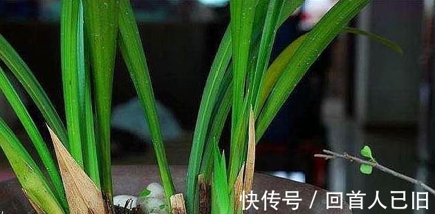 新手养兰花,这种肥最好别用,很容易“烧苗”