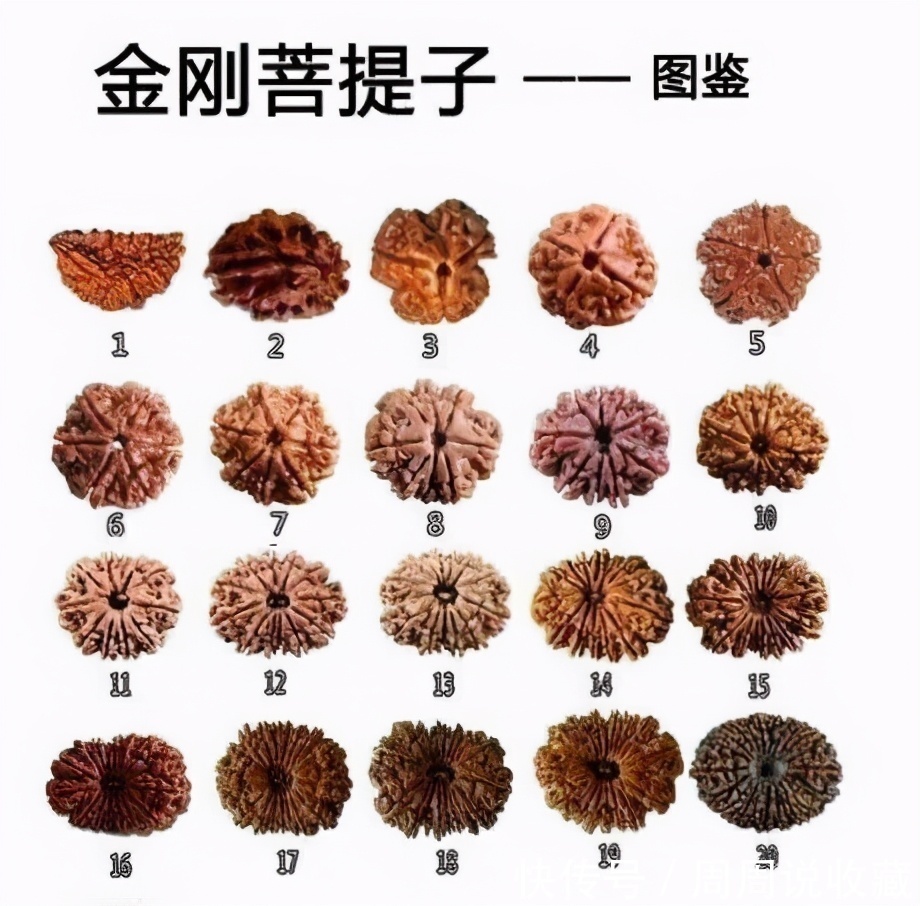 金刚|金刚菩提瓣数越多价格就越高吗?