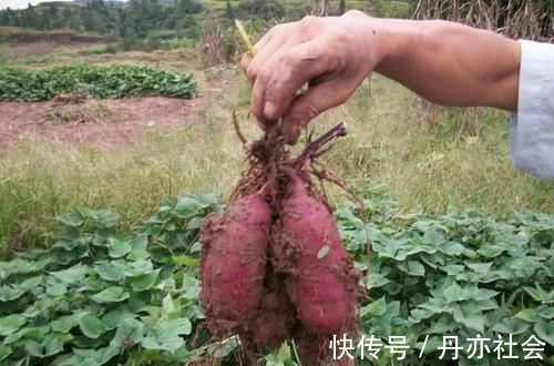 纯天然|纯天然的“降压药”找到了,每天来一点,血压自降“稳如泰山”