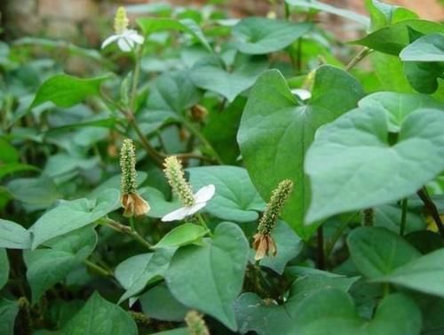 美味|多吃1种食物,消炎杀菌,不仅美味价格也便宜