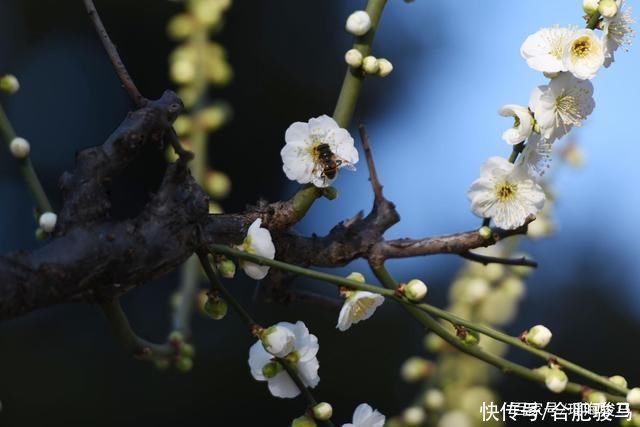 中年|大年初二，合肥包公园游客爆满，梅花盛开喜迎游客