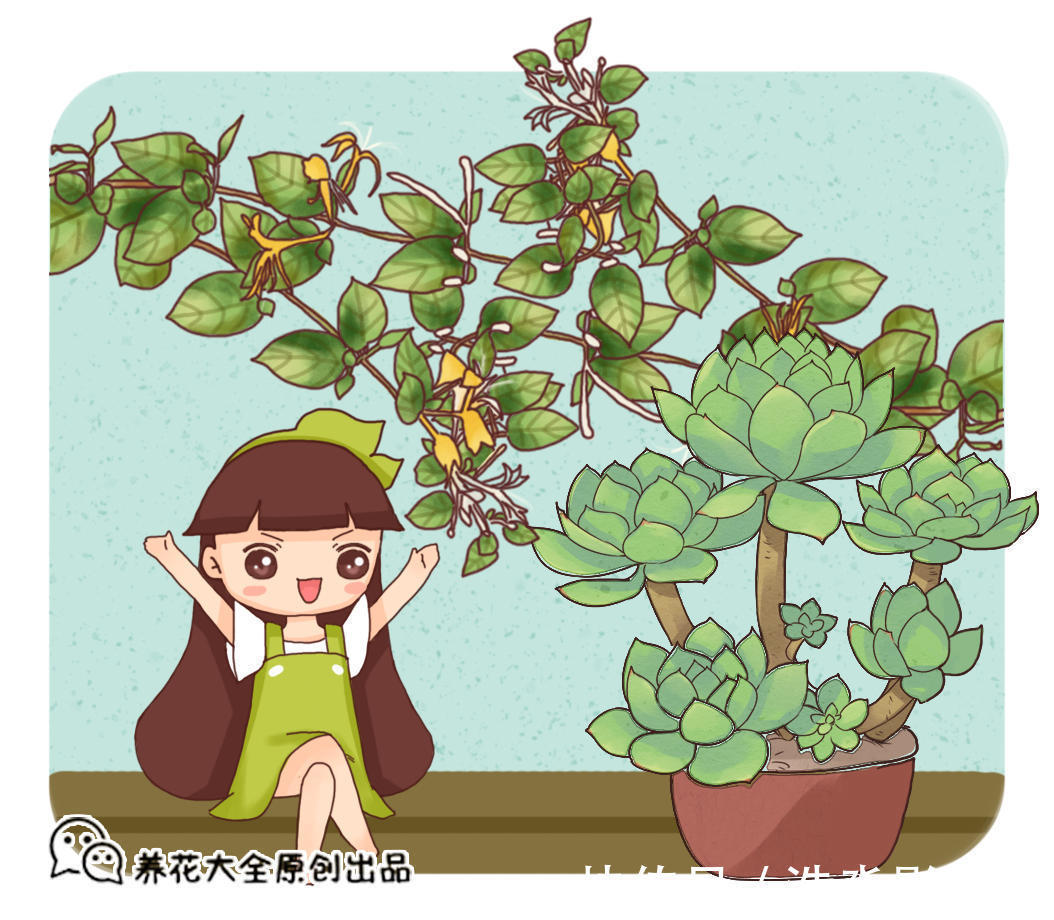 光照|橡皮树春天剪一刀，新芽蹭蹭长，小苗变大树