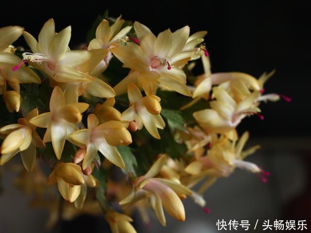 仙人掌嫁接蟹爪兰总是失败5个嫁接妙招不掌握，嫁接一株死一株