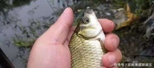 鲫鱼|钓鲫鱼,唯独这2种钓法“最狠”!