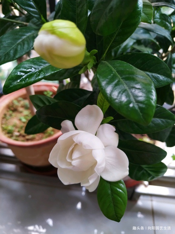 栀子花养爆开,学会“巧”用肥,浇“软水”,叶子墨绿,开花多