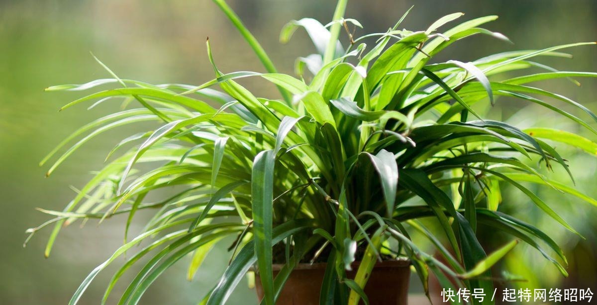 绿萝|这种食品过期了别丢,给绿萝、吊兰“吃”,10年不黄叶!