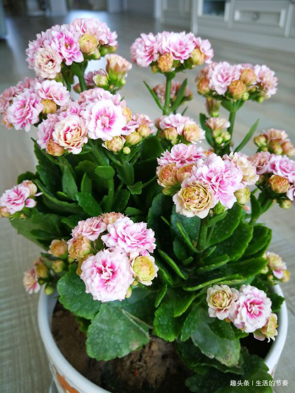 家里养长寿花，避开“2个”危险点，不然叶片发红、脱落，别忽视