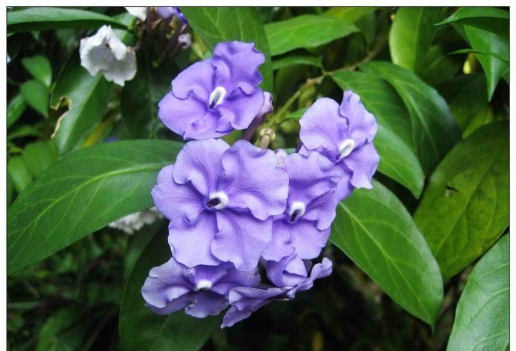 养花试试这几款,花开错落有致浪漫迷人