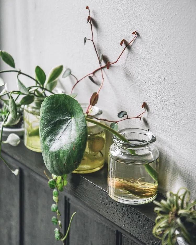 这位“奇葩”大胡子男人，不仅与猫狗同居，还与300株植物同居