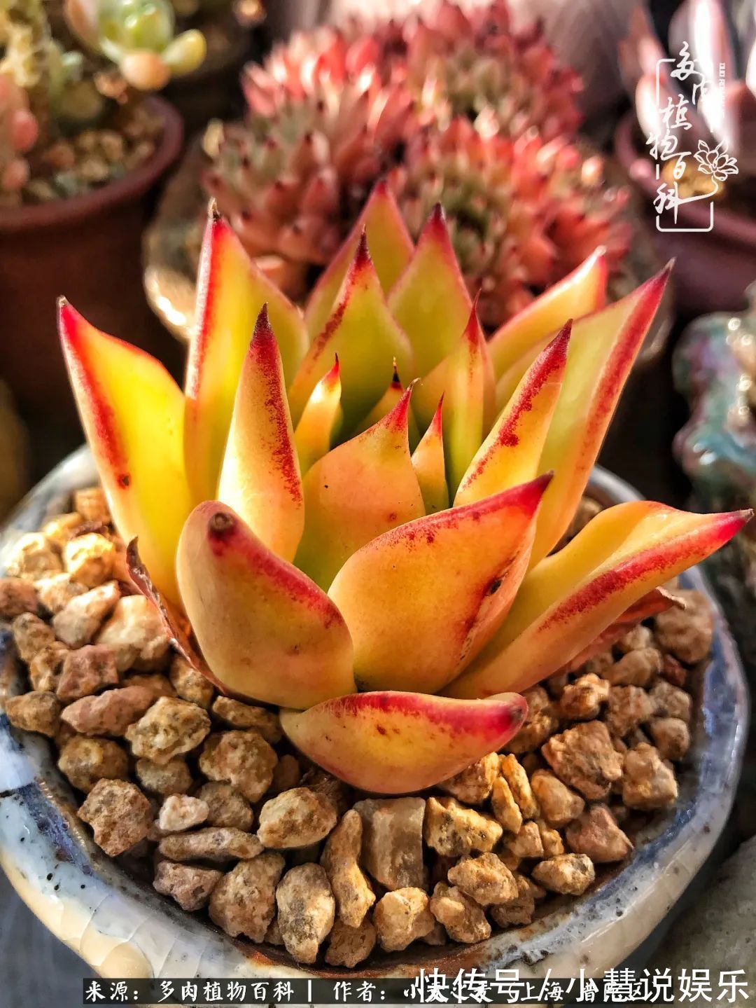 肉如人生，遇见多肉，遇见美！附个人多肉养护经验！
