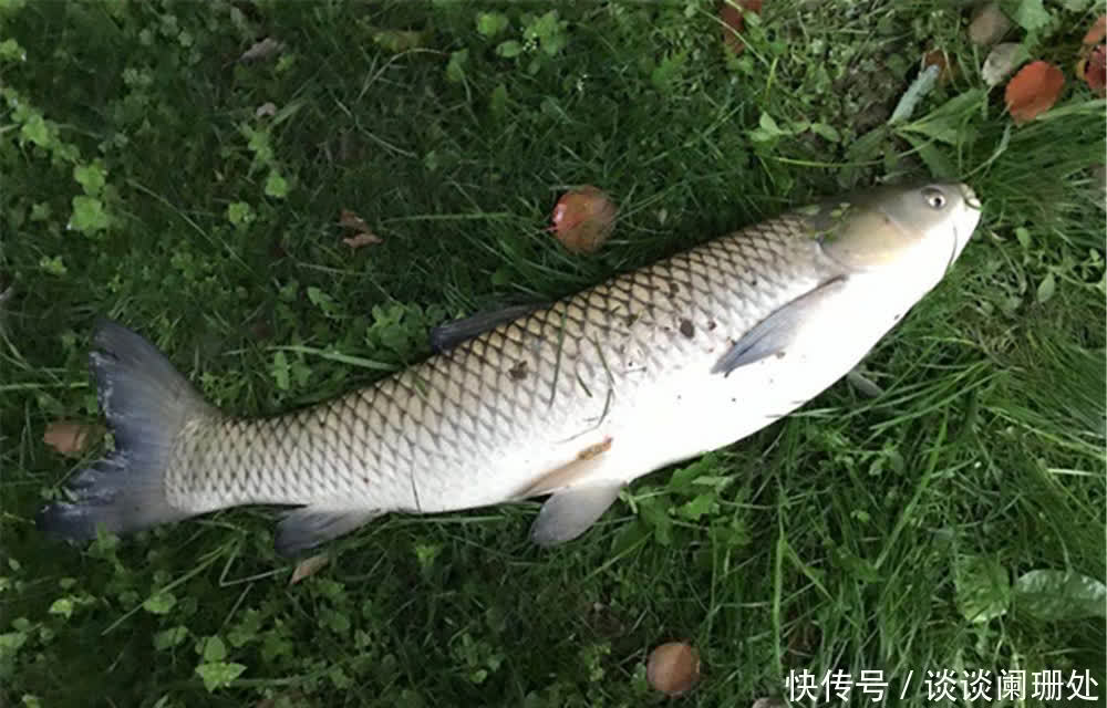 钓鱼|钓鱼技巧:小满鱼漫塘、芒种鱼忙碌,小满到芒种,钓鱼注意换招数