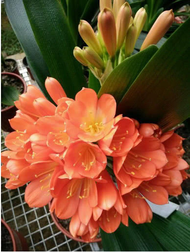 养君子兰,记住3个“要领”,一年开花2次,盆盆开花几十朵