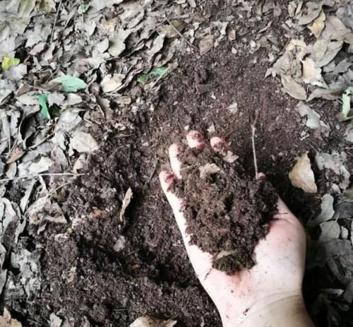 养花|1种渣子可别扔,拿来当肥不伤根,挖个小洞,埋盆里,疯开撑破盆