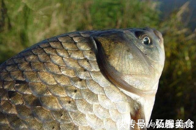 饵料|野钓鲫鱼为何全是送漂,黑漂和钝口很少道理很简单!