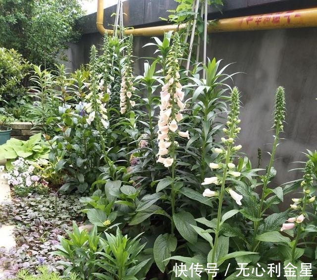 矾根|为了300㎡露台花园，毫不犹豫买了这房子，在城市屋顶过上田园生活！