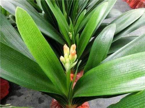 君子兰开花有口诀,牢记1多、1勤、1怕,15天抽花箭!